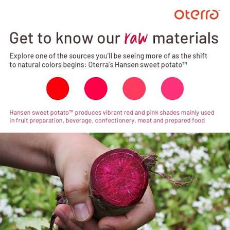 Red Beetroot Powder & Red Beet %0,5 Powder (Kırmızı Pancar Tozu)